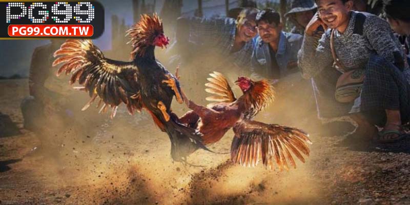 Nhiều trận cược đá gà, trận kinh điển