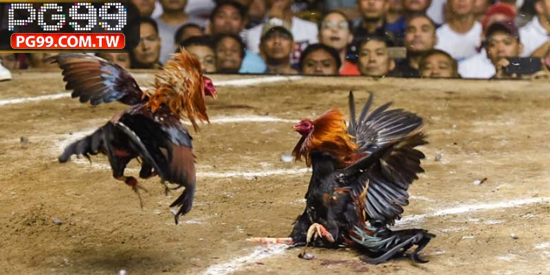 Thông tin sảnh cược đá gà PG99